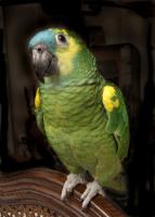 Jedermann/thumbs/bird-rescu.jpg
